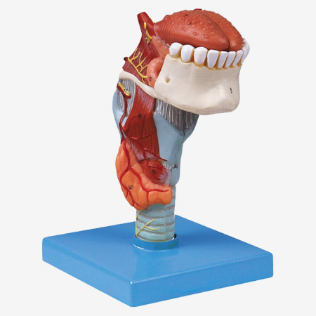 Bģ