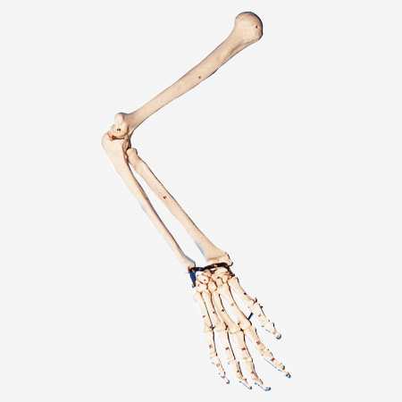 ֱ۹ιiģ