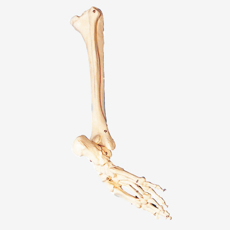 cÄģ
